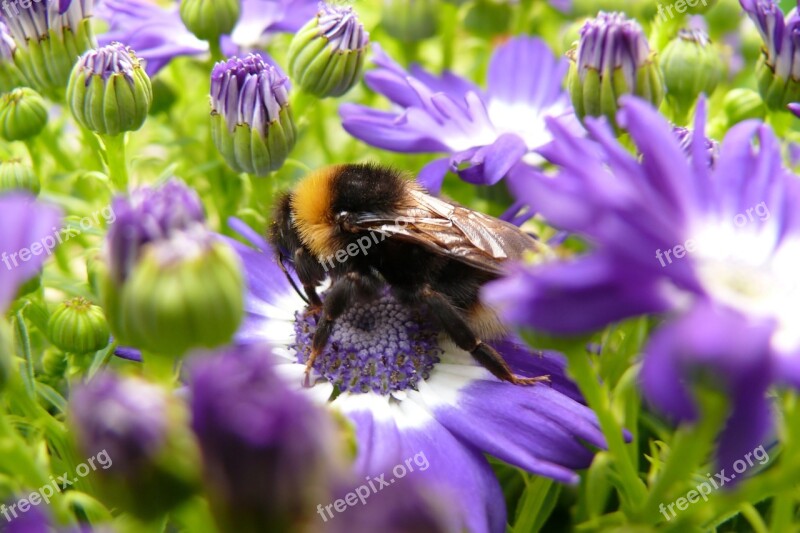 Hummel Insect Close Up Blossom Bloom