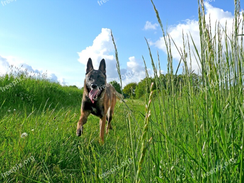 Dog Malinois Belgian Shepherd Dog Fast Run