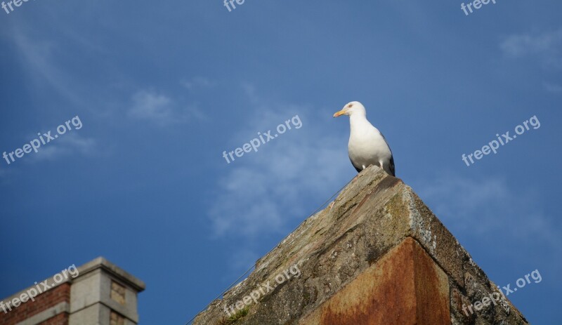 Gull Bird Seagull Brittany Sea Bird