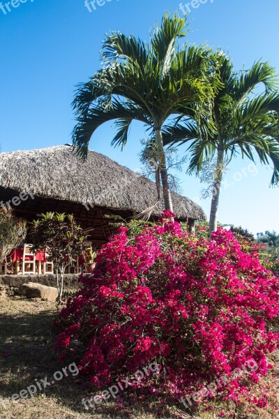 Cuba Palm Trees Bush Thatched Roof Bougainvillea