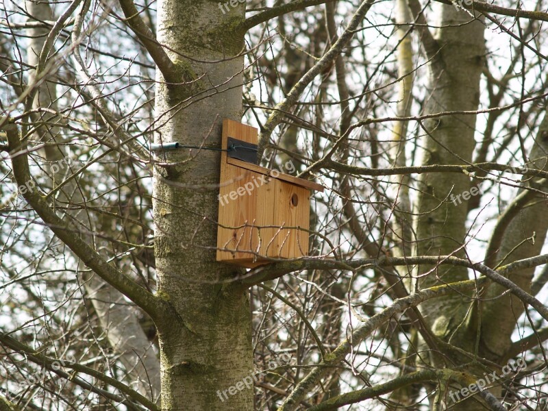 Bird Bird Box Nature Spring Nest