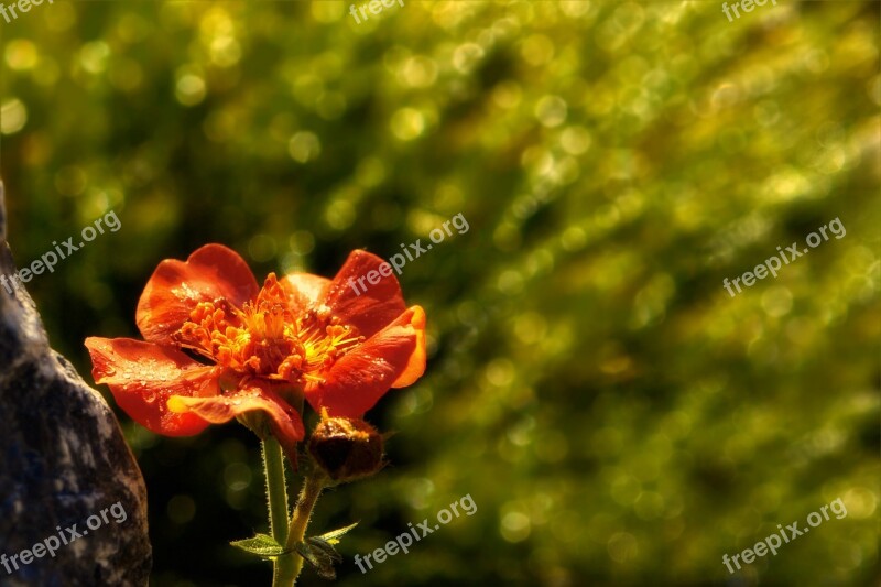 Blossom Bloom Orange Flower Plant