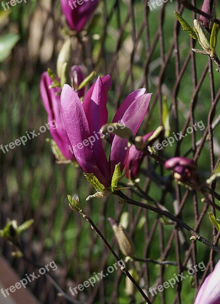 Magnolia Flower Magnolia Flower Spring Flourishing