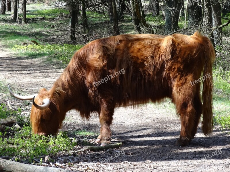 Scottish Highlander Highlander Beef Nature Cows