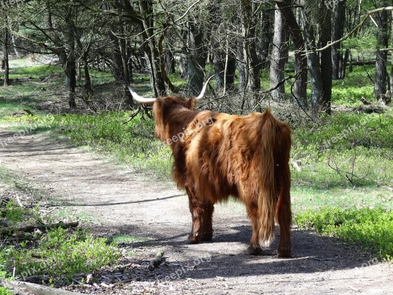 Scottish Highlander Highlander Beef Nature Cows