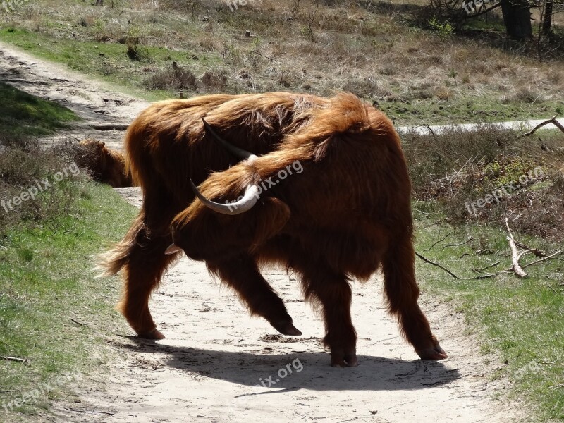 Scottish Highlander Highlander Beef Nature Cows