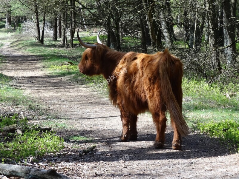 Scottish Highlander Highlander Beef Nature Cows