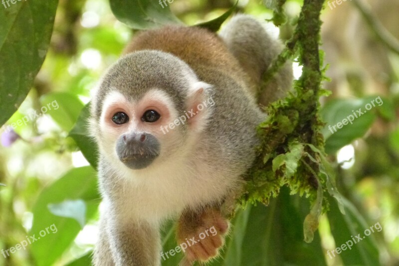 Monkey Jungle Animal Rainforest South America