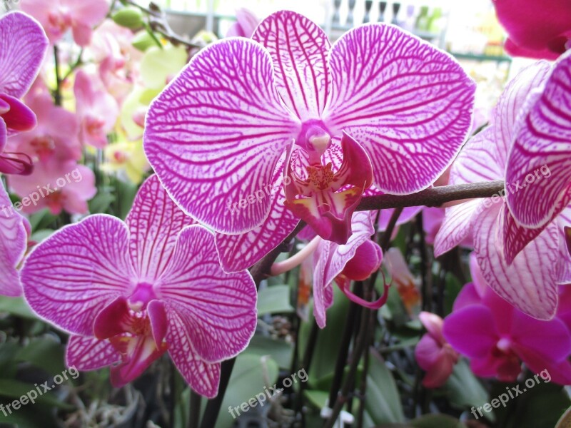 Orchid Blossom Bloom Violet Plant