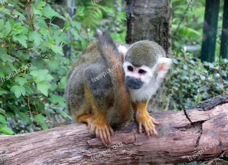 Monkey Děčín Zoo Mammal Animal Small