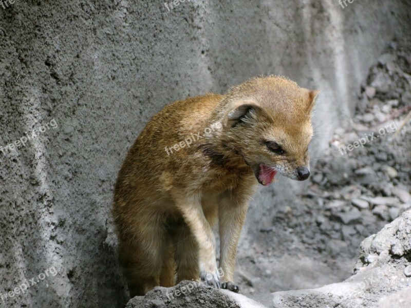 Animal Mammal Yawning Zoo Děčín Zoo