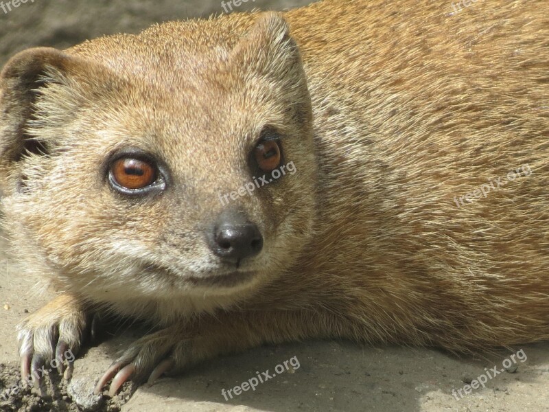 Meerkat Děčín Zoo Cute Beautiful Nature