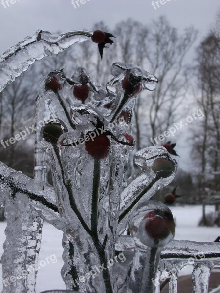 Freezing Rain Thornbush Frozen Spectacular Plant