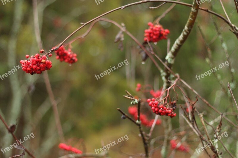 Rowan Nature Tree Berry Branches