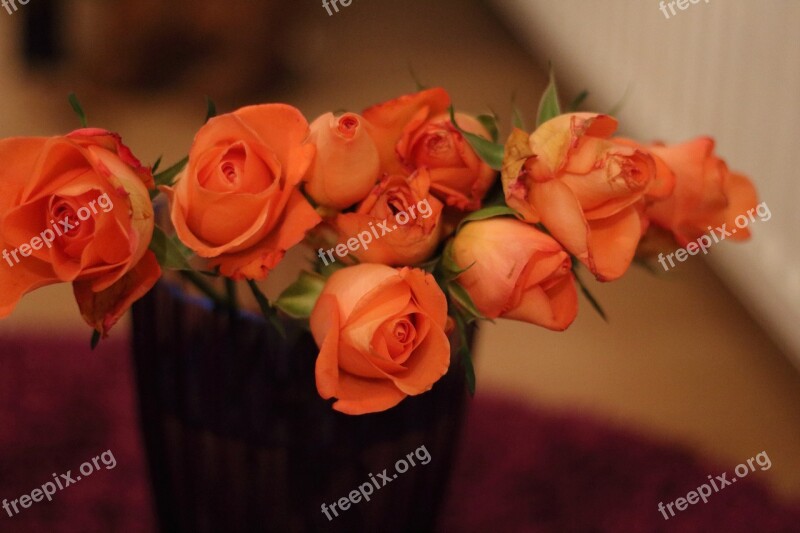 Rose Flower Orange Corsage Free Photos