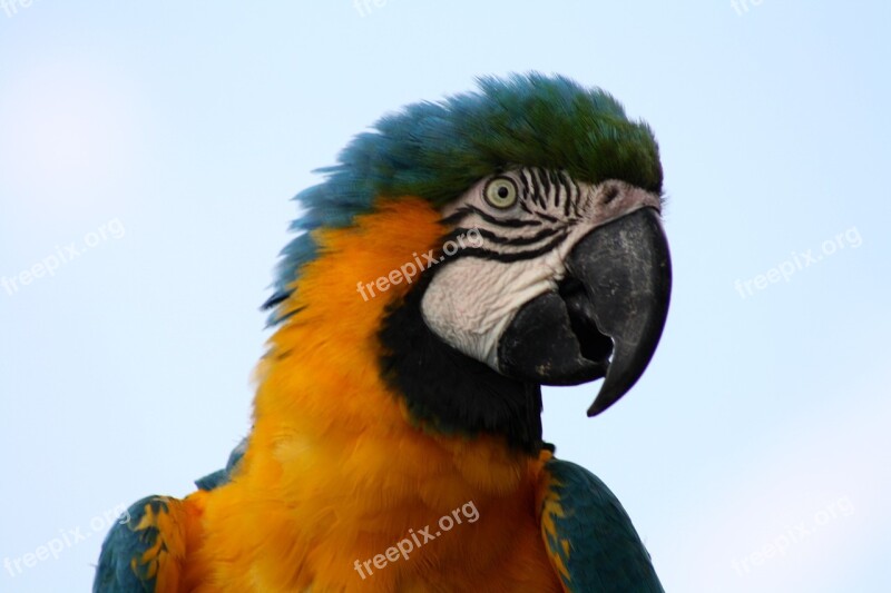 Macaw Parrot Blue Macaw Parrot Head Exotic Bird Free Photos