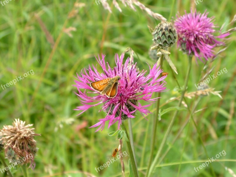 Plant United Kingdom Countryside English Free Photos