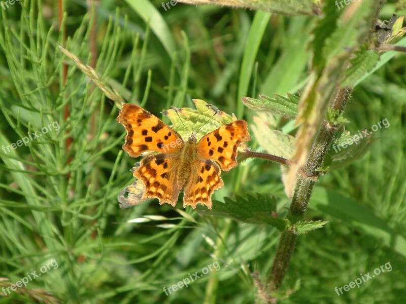 Butterfly Dover Kent England Free Photos