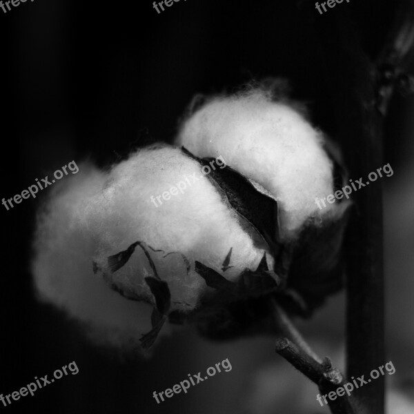 Cotton Plant Capsule Soft Black And White