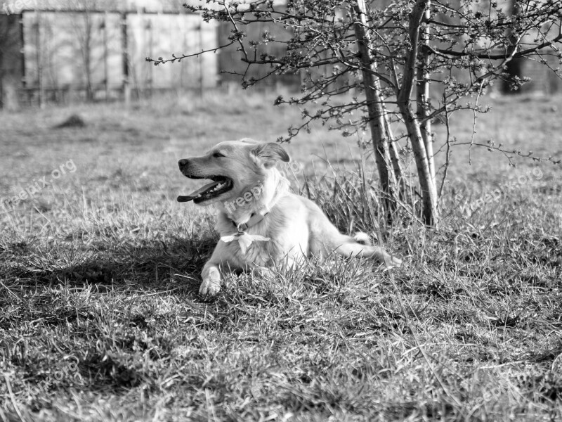 Dog Meadow Dog On Meadow Dog Training Take Place