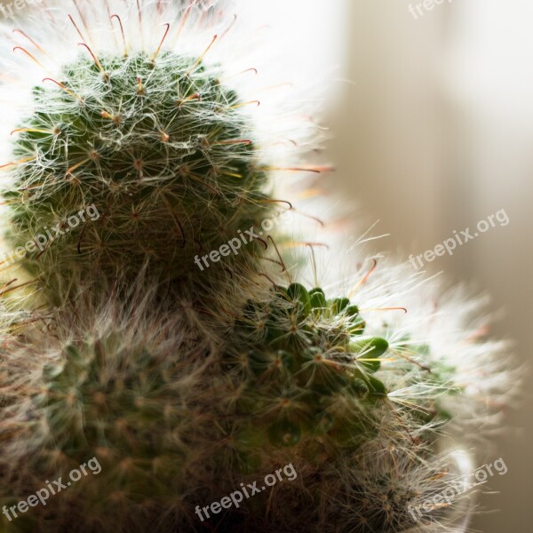 Cactus Plant Prickly Green Spur