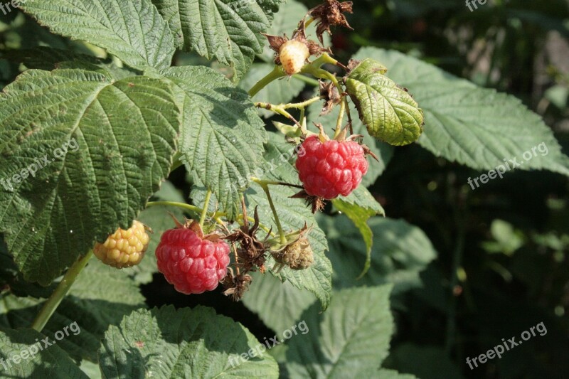 Raspberry Berry Red Nature Free Photos