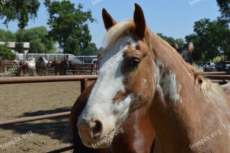 Talahi Ruff Stock Horse Rodeo Stock Face