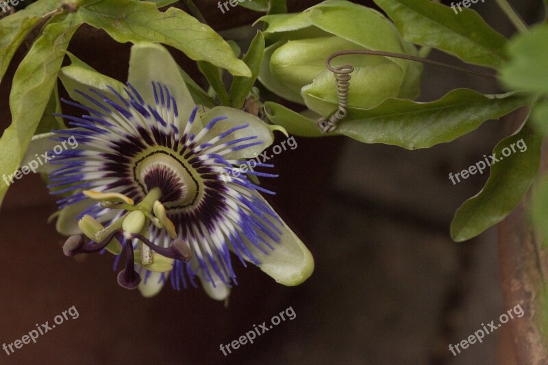 Passion Flower Passion Plant Hanging Down Free Photos