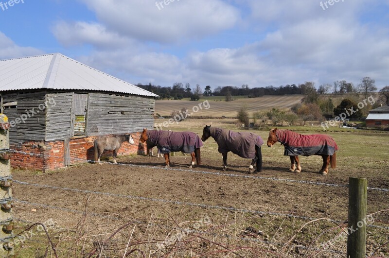 The Horse Nature Animal Free Photos