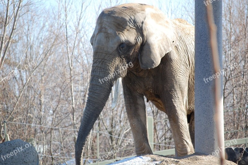 Elephant Animal Zoo Wildlife Nature