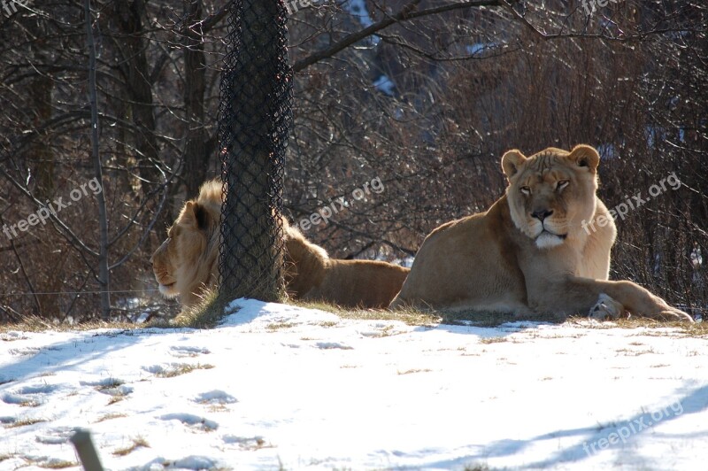 Lioness Lion Animal Zoo Cat