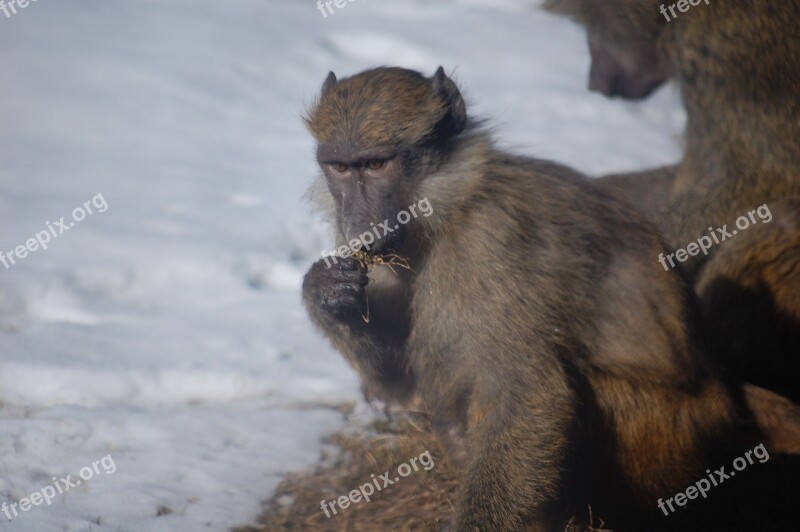 Monkey Zoo Fur Wildlife Nature