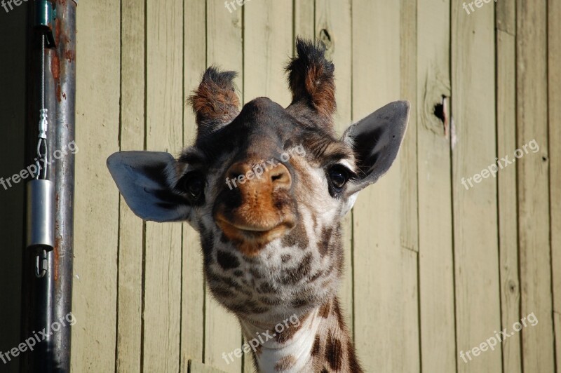 Giraffe Face Zoo Funny Animal