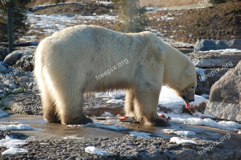 Polar Bear White Eating Carcass Bear