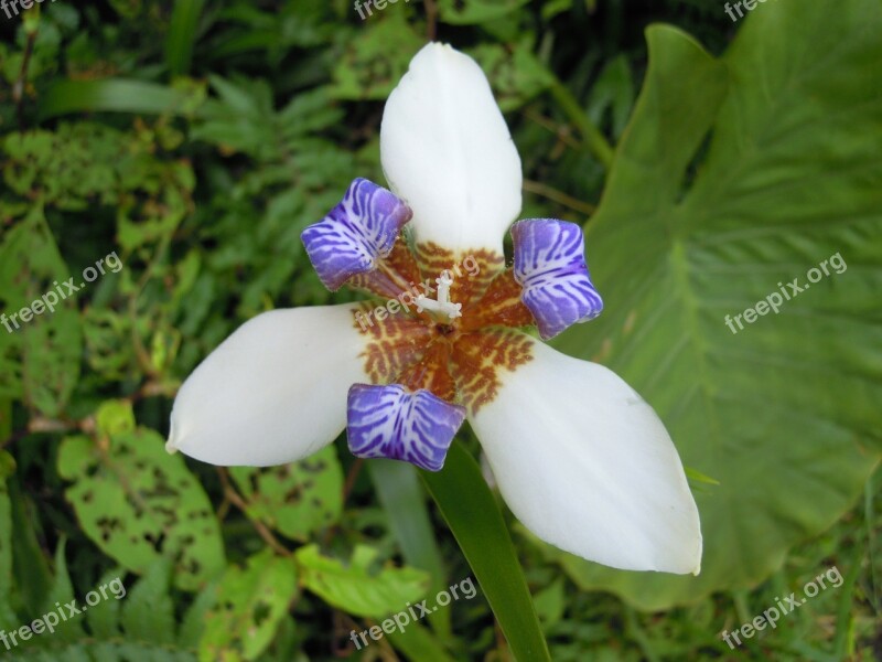 Iris Flower Sun Ming Shan Spring Free Photos