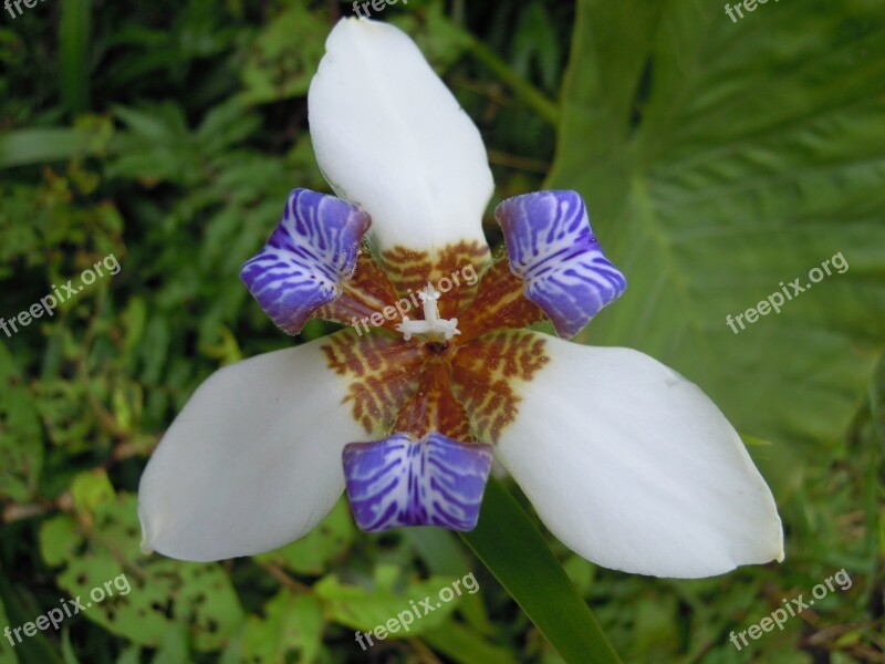 Iris Flower Sun Ming Shan Spring Free Photos