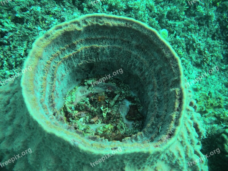 Reef Sponge Sea Free Photos