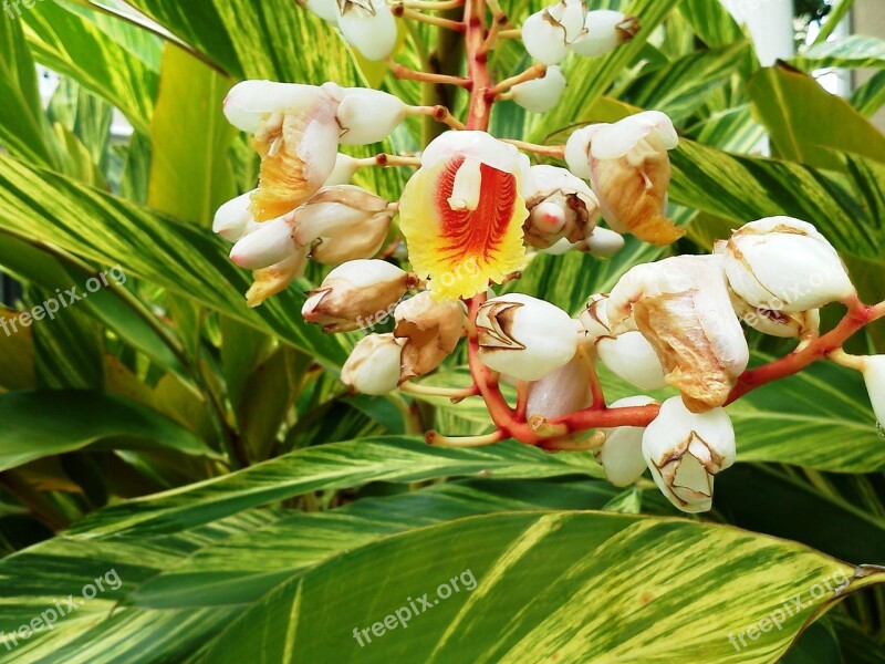 Ginger Ginger Blossoms Tropical Flower Plant