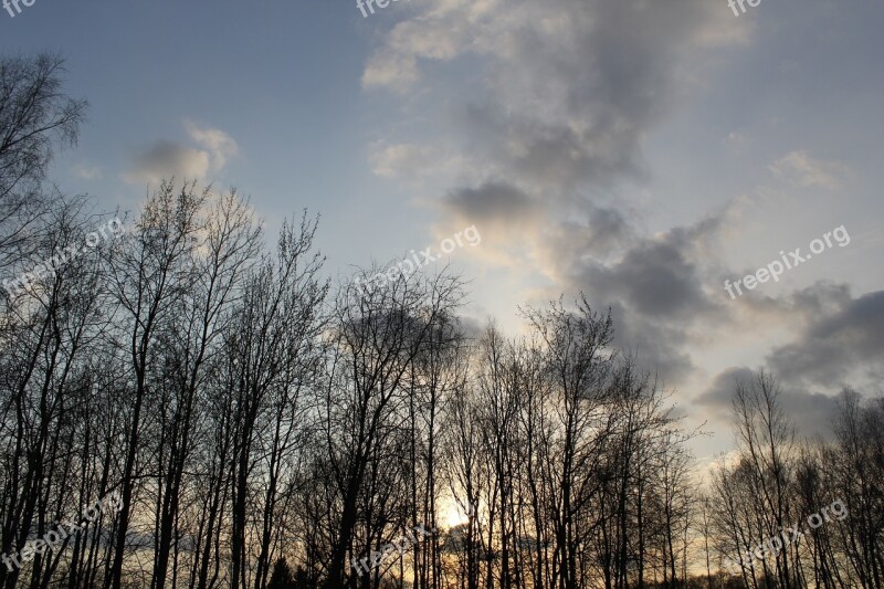 Nature Forest Tree Landscape Sky