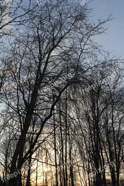 Nature Forest Tree Landscape Sky