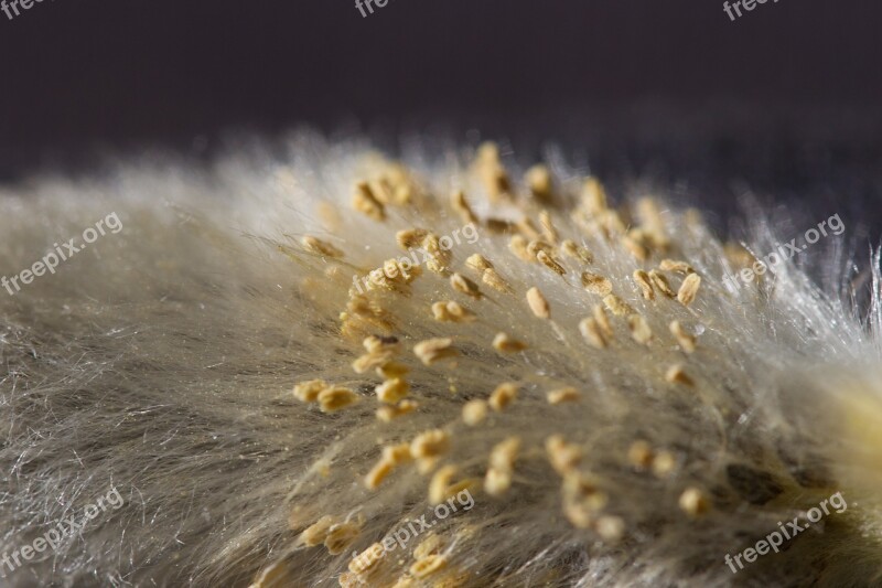 Willow Catkin Blossom Bloom Garden Nature