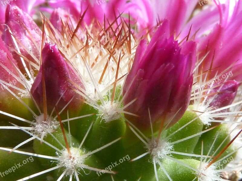 Cactus Flower Buds Spur Close Up Prickly