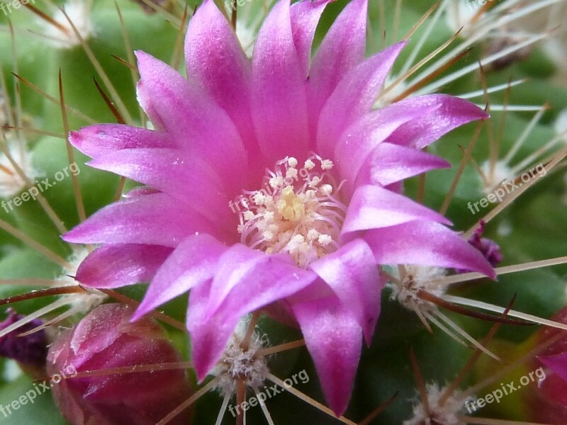 Cactus Blossom Pink Cactus Bloom Prickly