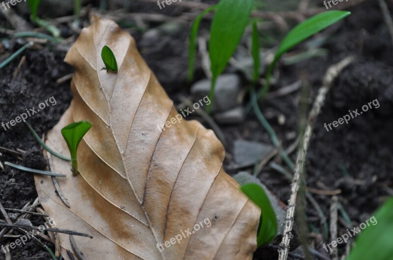 Bear's Garlic Spring Medicinal Plant Wood Garlic Forest