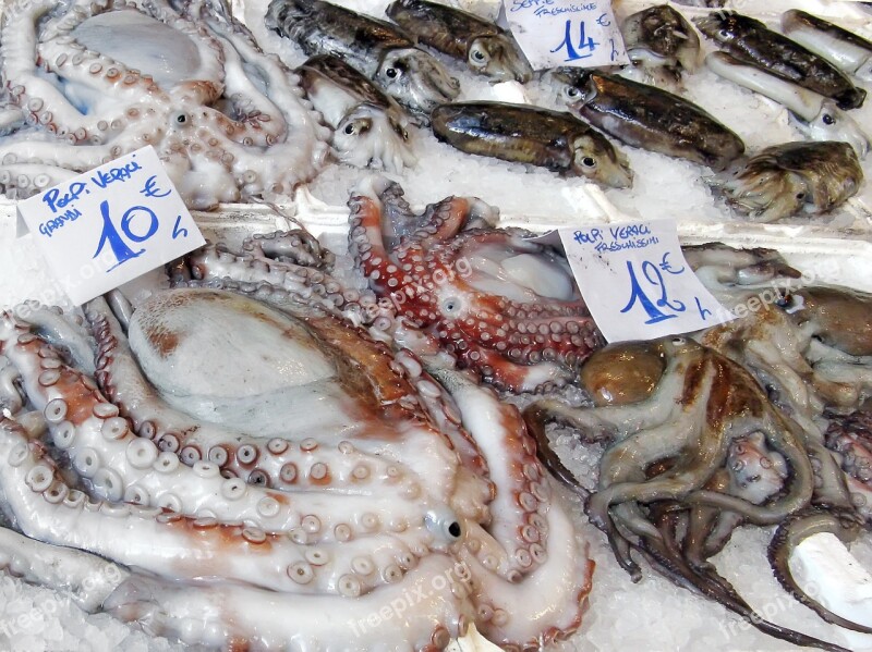 Fish Market Market Octopus Cuttlefish Calamari