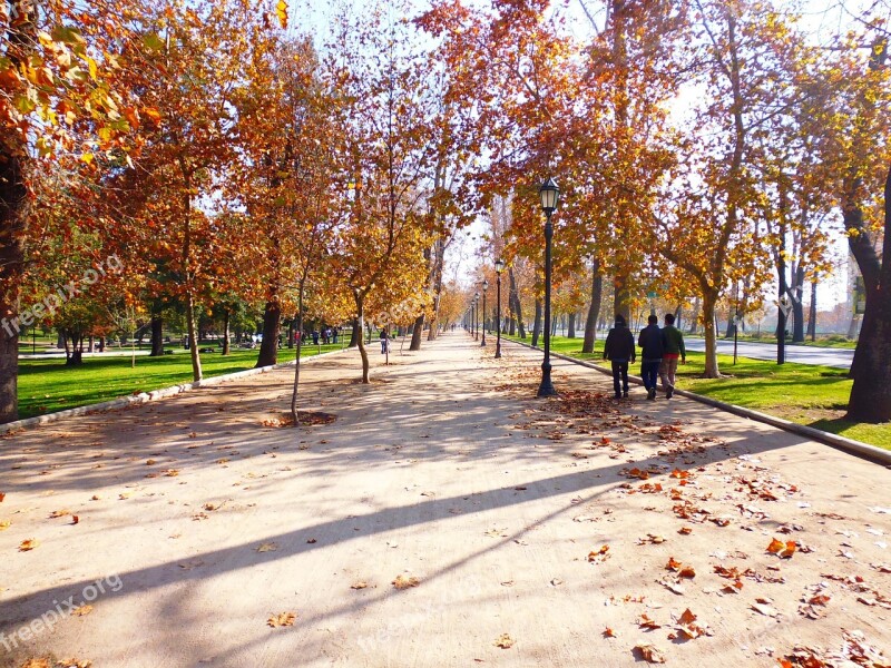 Autumn Avenue Trees Away Tree Lined Avenue