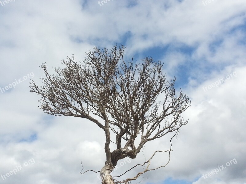 Tree Thyme Clouds Nature Winter