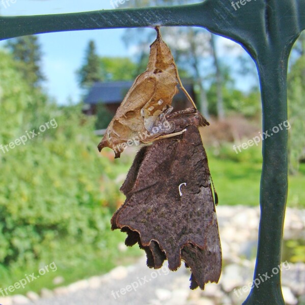 Butterfly Pupa Hatchling Free Photos