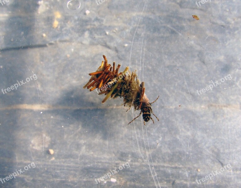 Dragonfly Larva Aquatic Cocoon Pupa