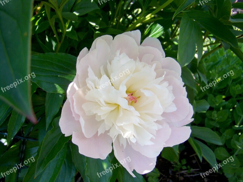 Pion Flower Summer Sweden Plant